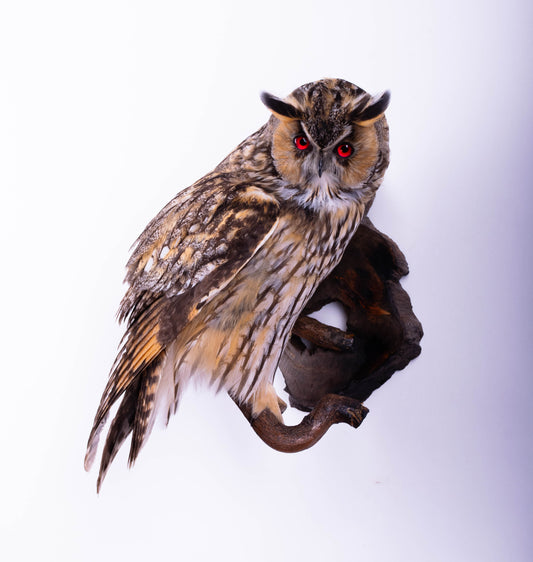 Long-eared owl Taxidermy Wall Mount