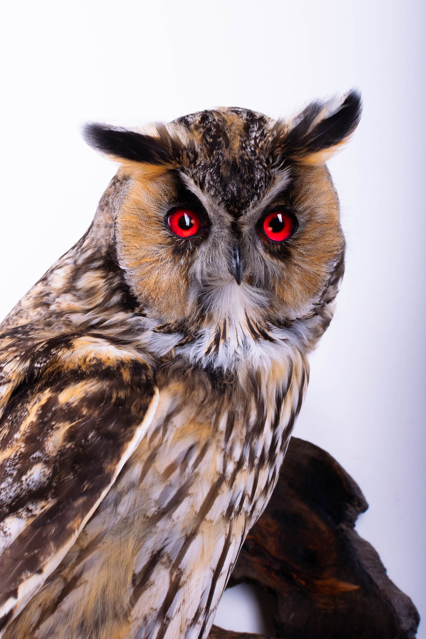 Long-eared owl Taxidermy Wall Mount