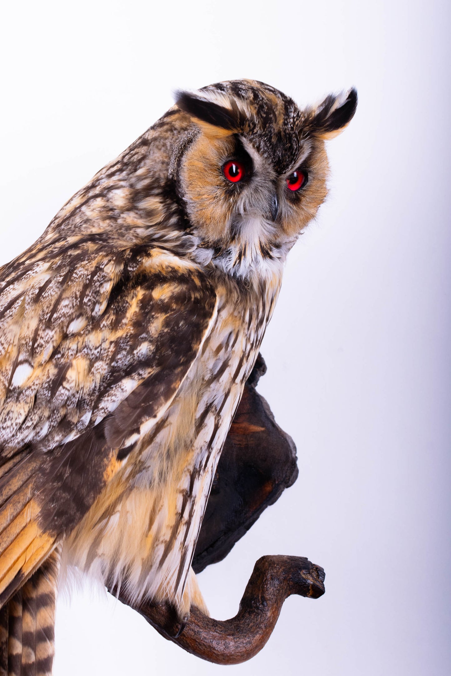 Long-eared owl Taxidermy Wall Mount