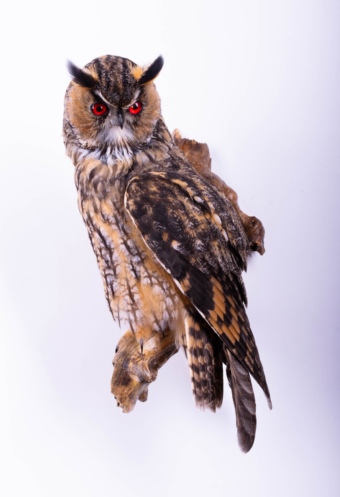 Taxidermy Owl Wall Mount