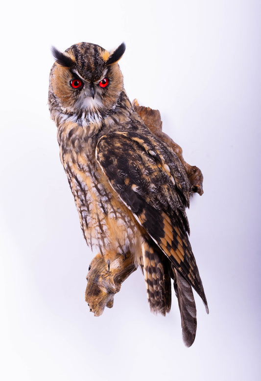 Taxidermy Owl Wall Mount