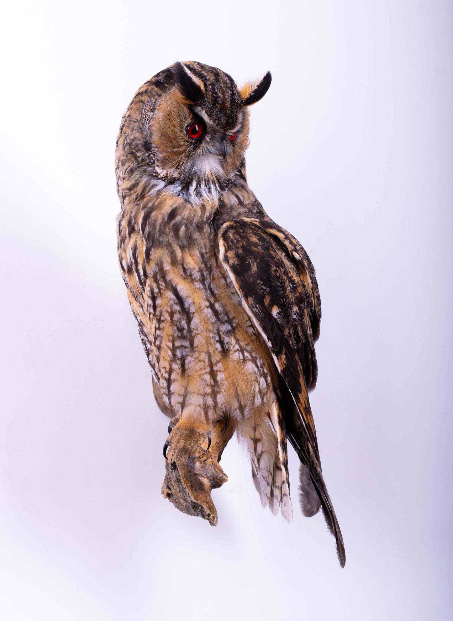 Taxidermy Owl Wall Mount
