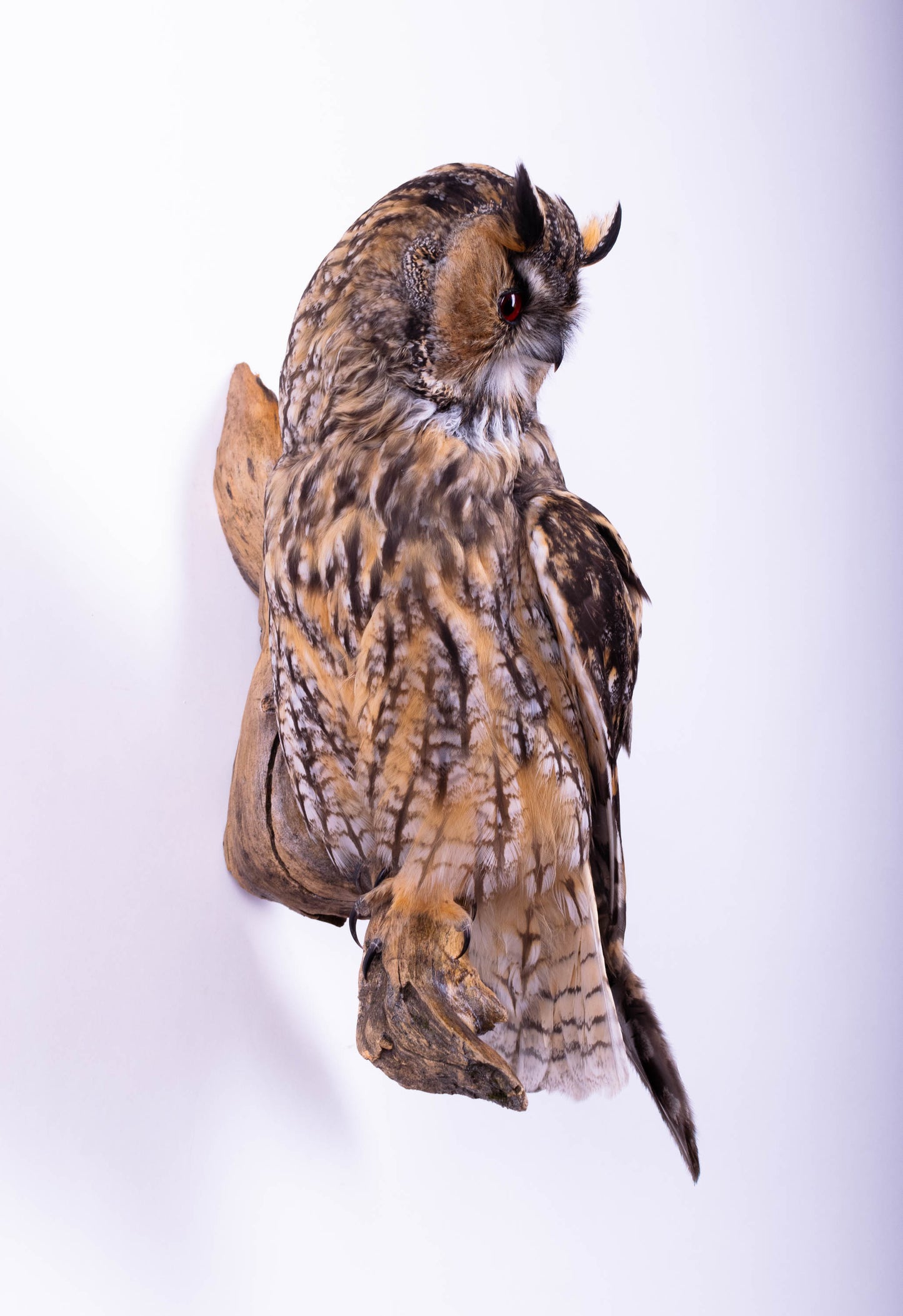 Taxidermy Owl Wall Mount