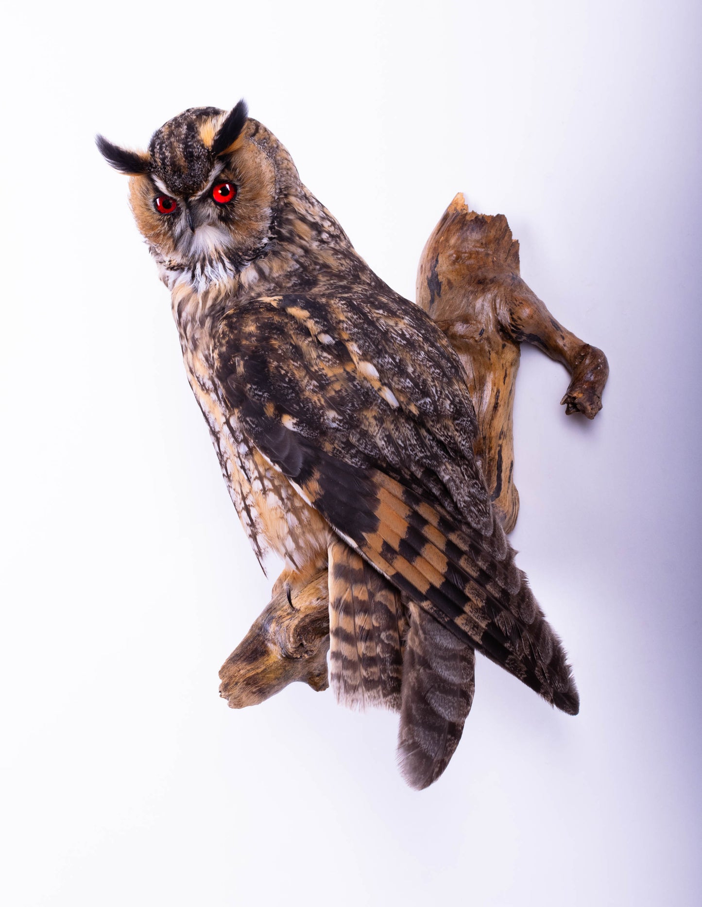 Taxidermy Owl Wall Mount