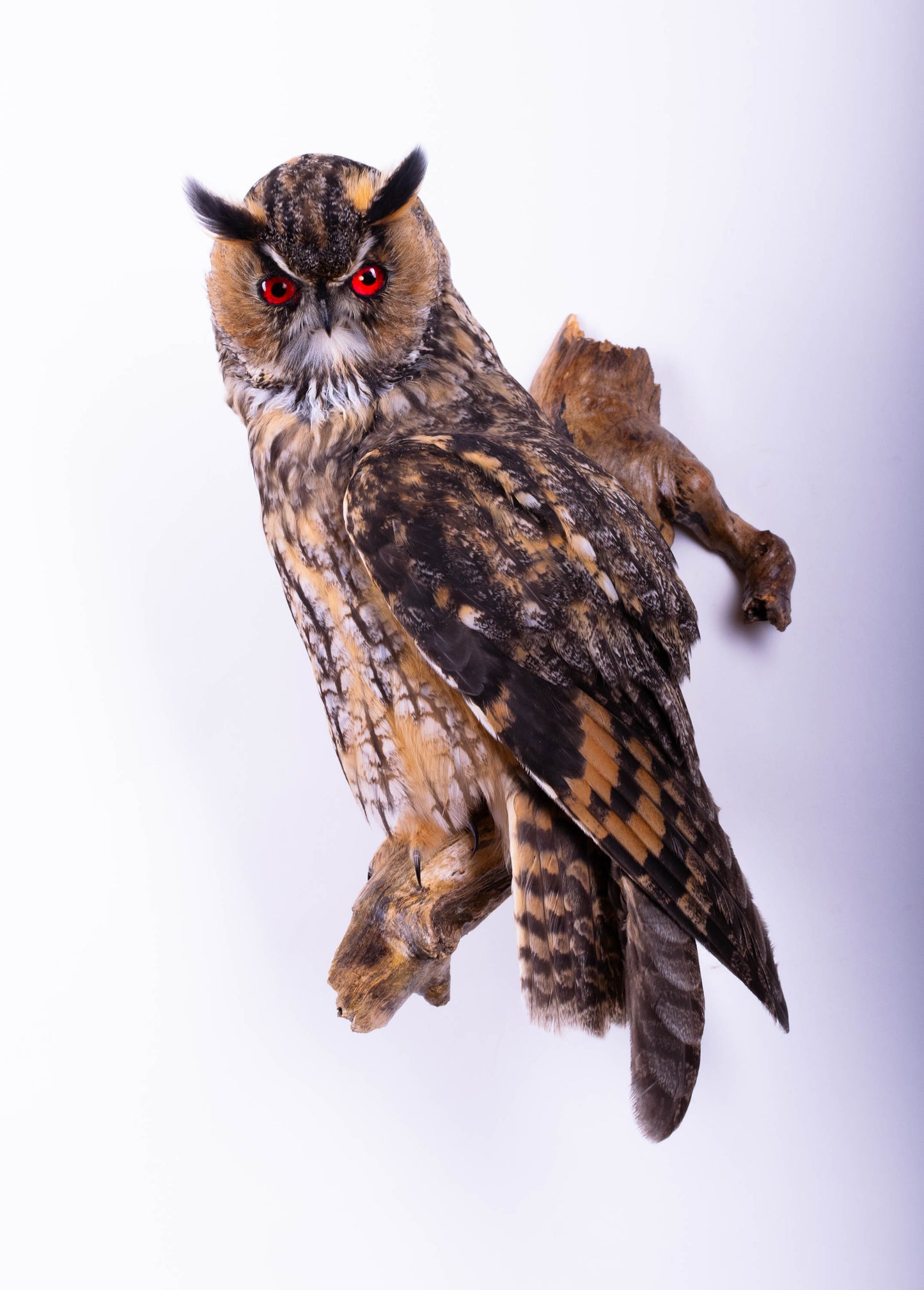 Taxidermy Owl Wall Mount