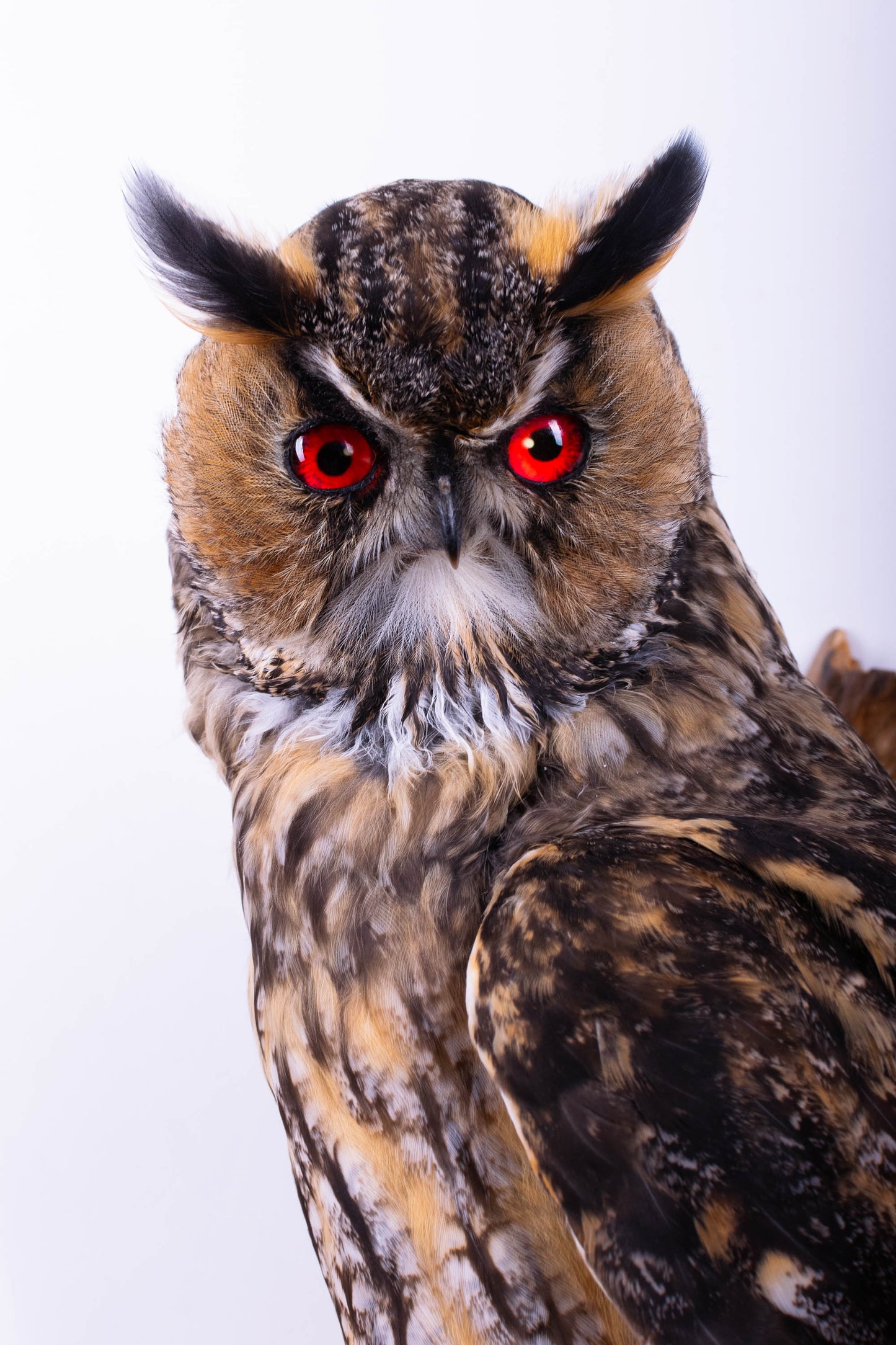 Taxidermy Owl Wall Mount