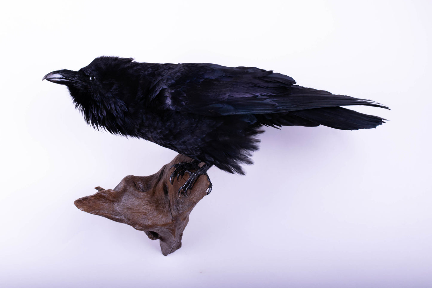 Raven Taxidermy Wall Mount For Sale