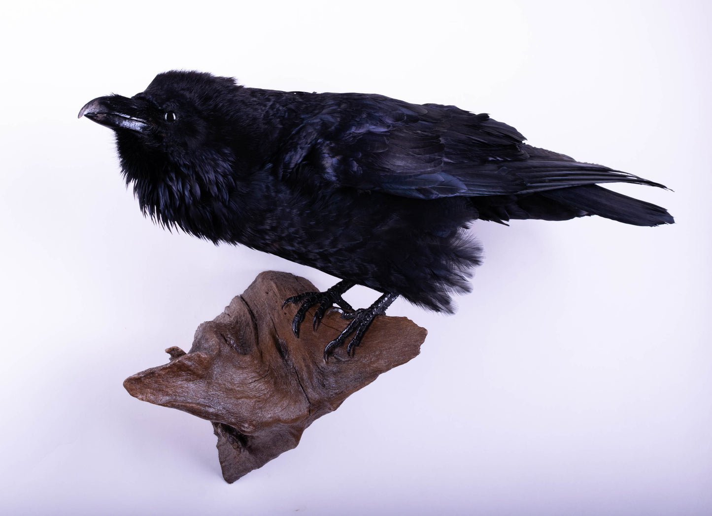 Raven Taxidermy Wall Mount For Sale