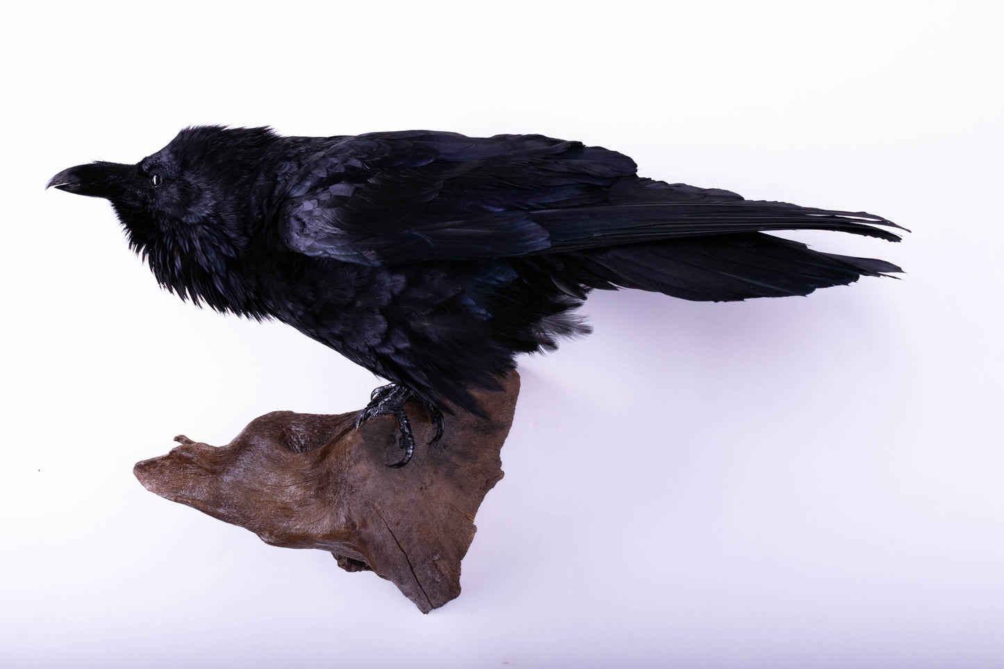 Raven Taxidermy Wall Mount For Sale