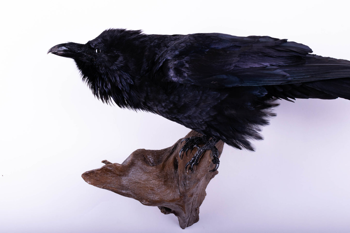 Raven Taxidermy Wall Mount For Sale