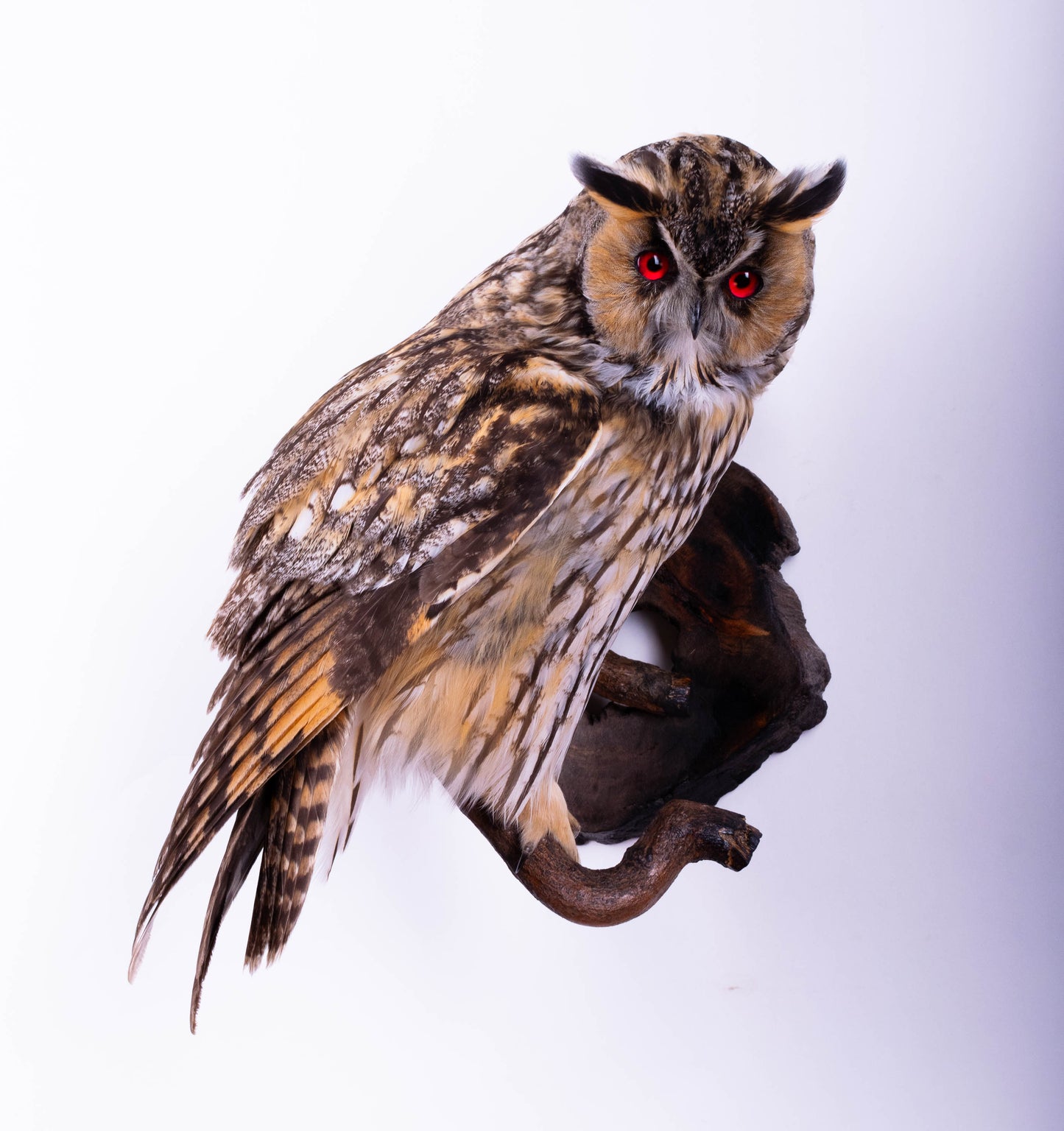 Long-eared owl Taxidermy Wall Mount