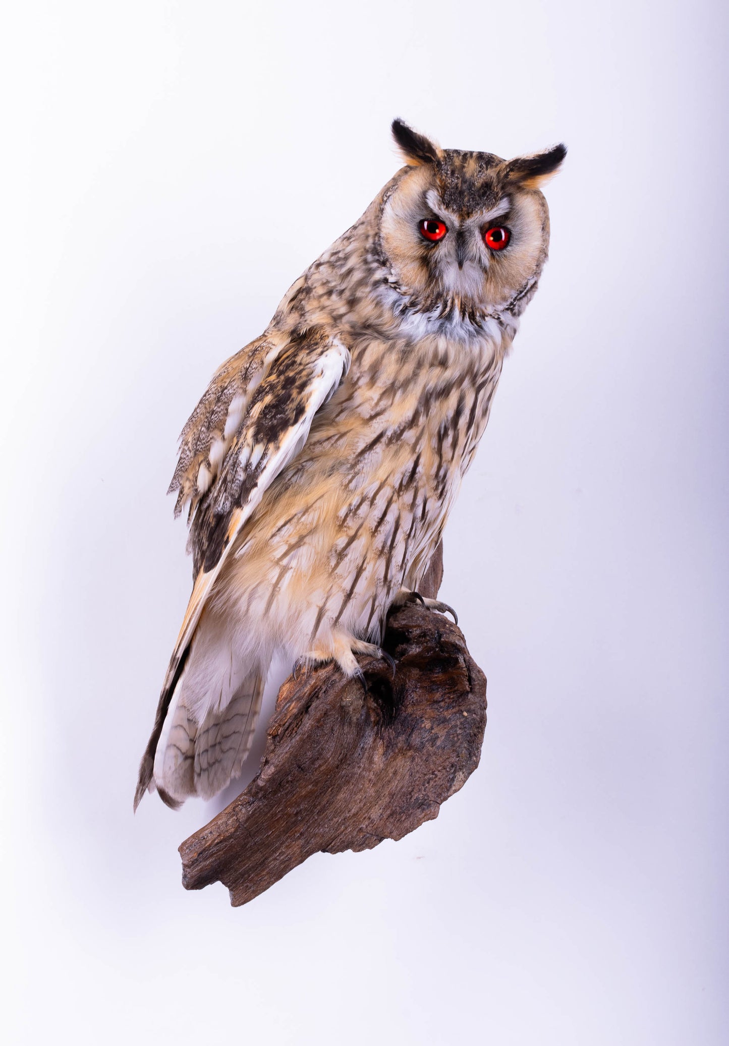 Long-eared Owl Taxidermy Wall Mount For Sale