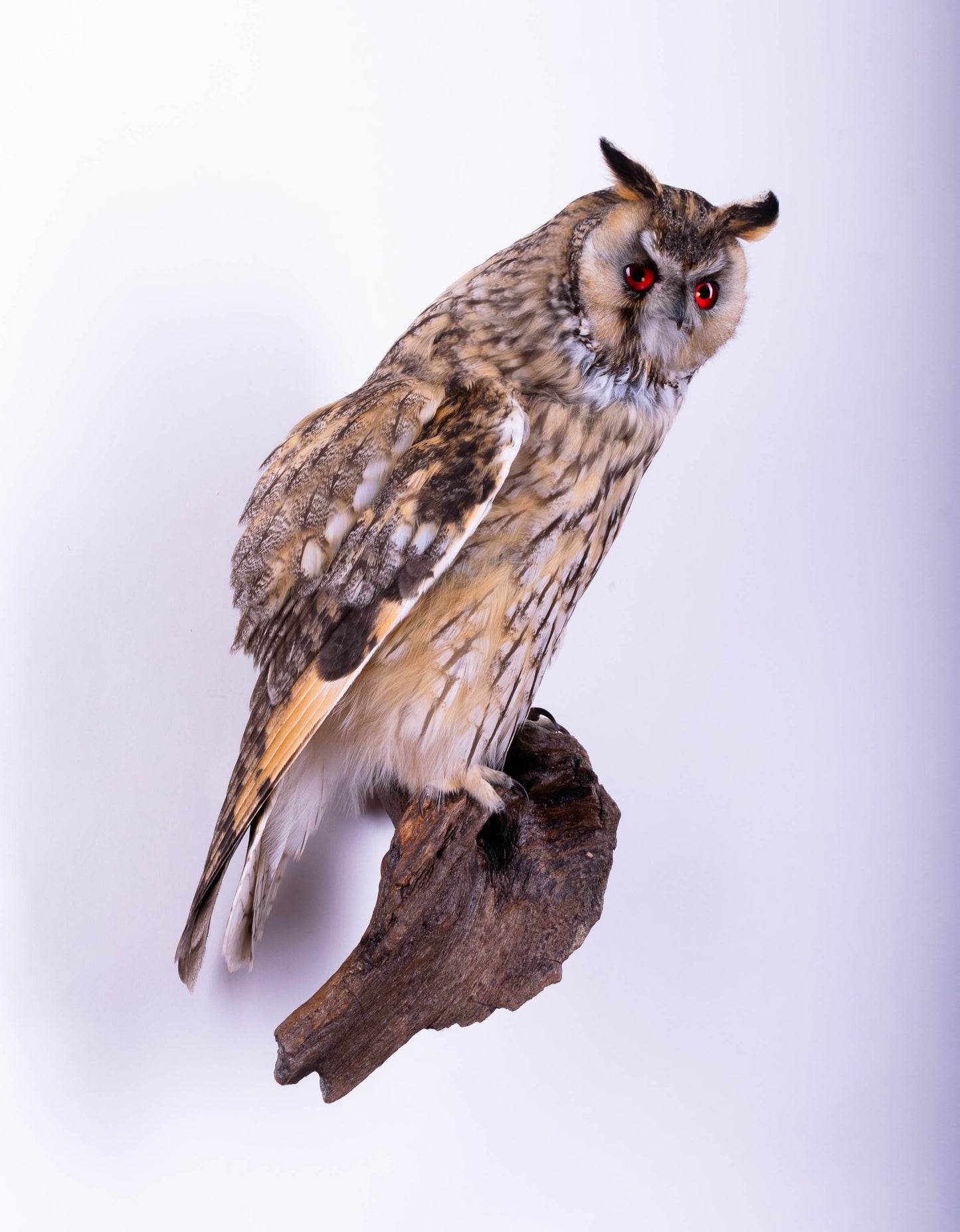 Long-eared Owl Taxidermy Wall Mount For Sale