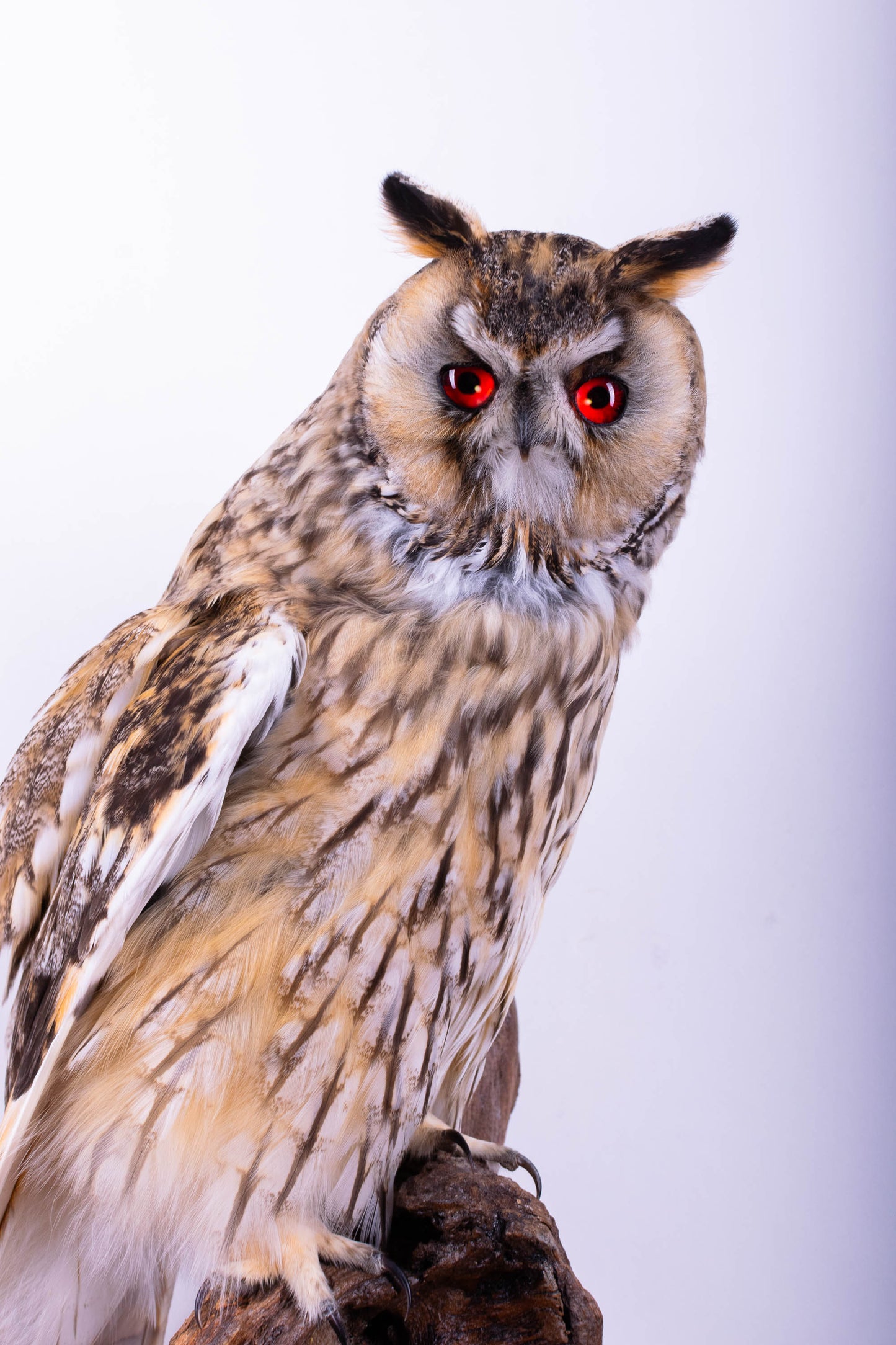 Long-eared Owl Taxidermy Wall Mount For Sale