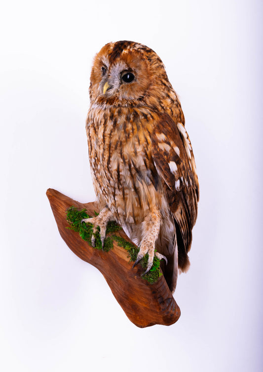 Tawny Owl Taxidermy Wall Mount