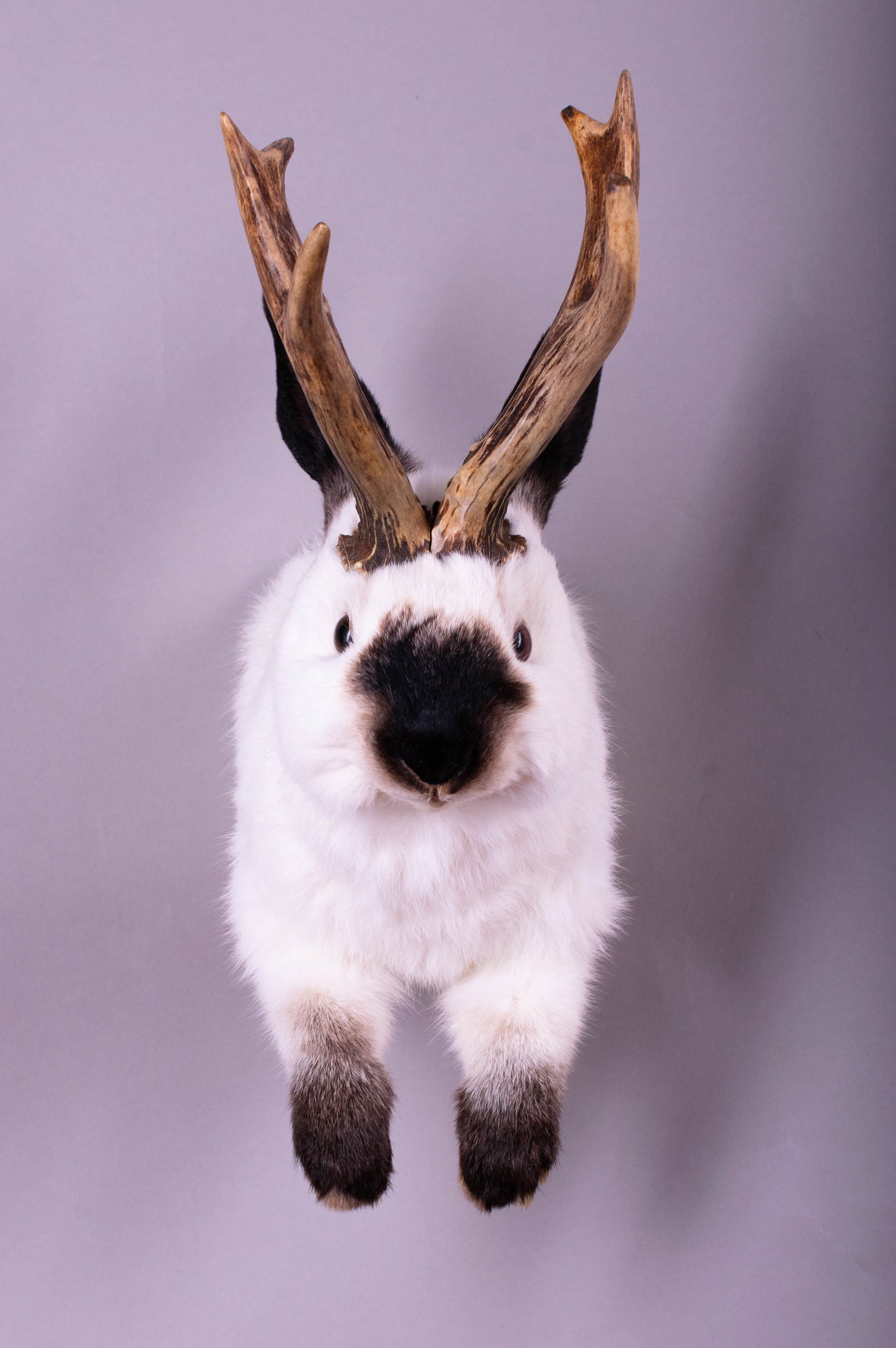 Jackalope Hare Taxidermy Wall Mount For Sale