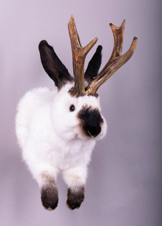 Jackalope Hare Taxidermy Wall Mount For Sale