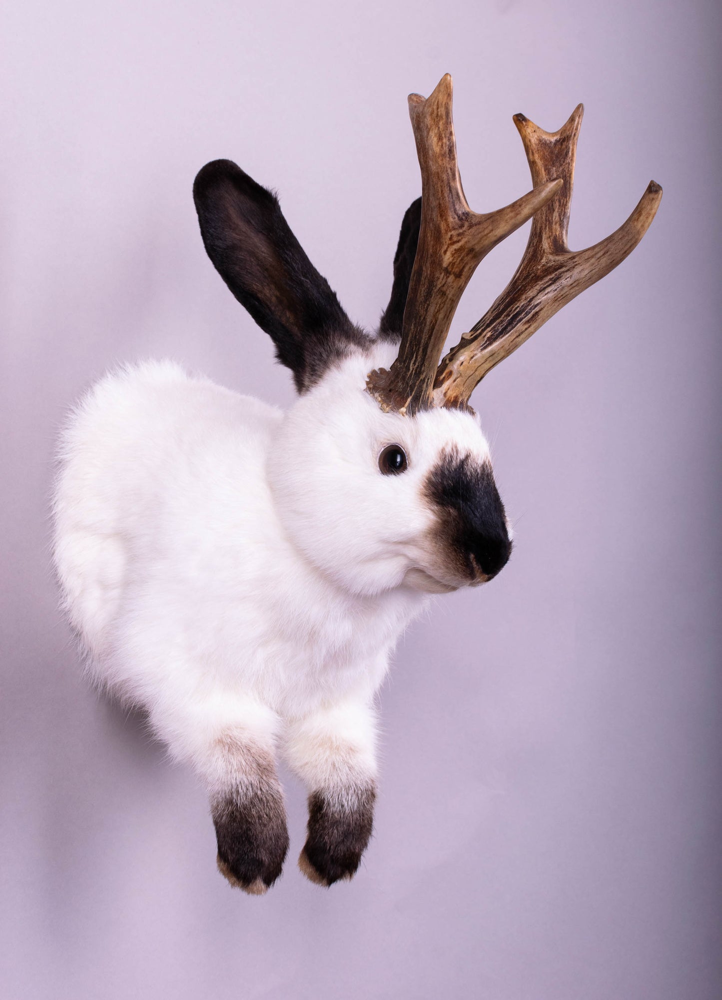 Jackalope Hare Taxidermy Wall Mount For Sale