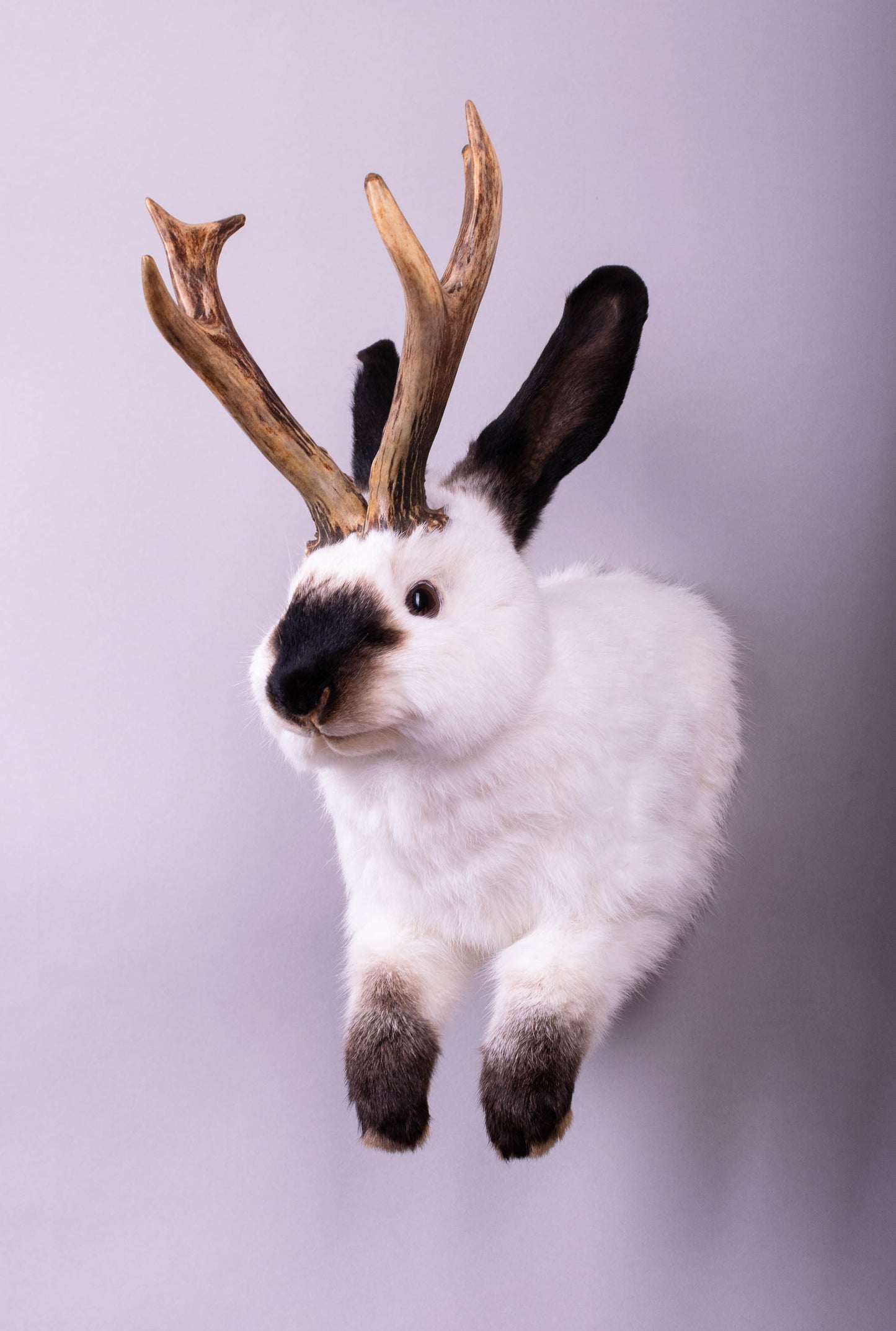 Jackalope Hare Taxidermy Wall Mount For Sale