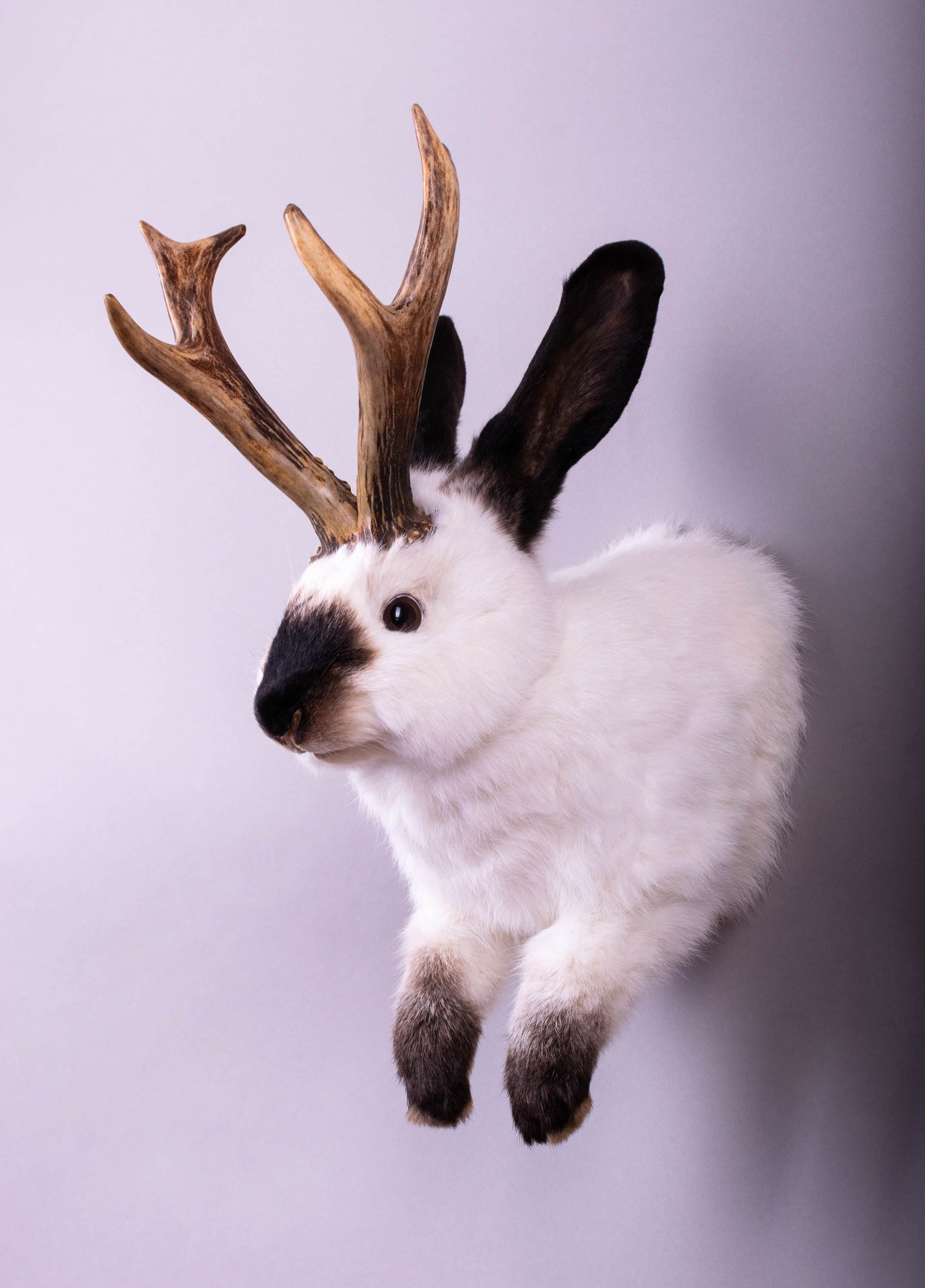 Jackalope Hare Taxidermy Wall Mount For Sale