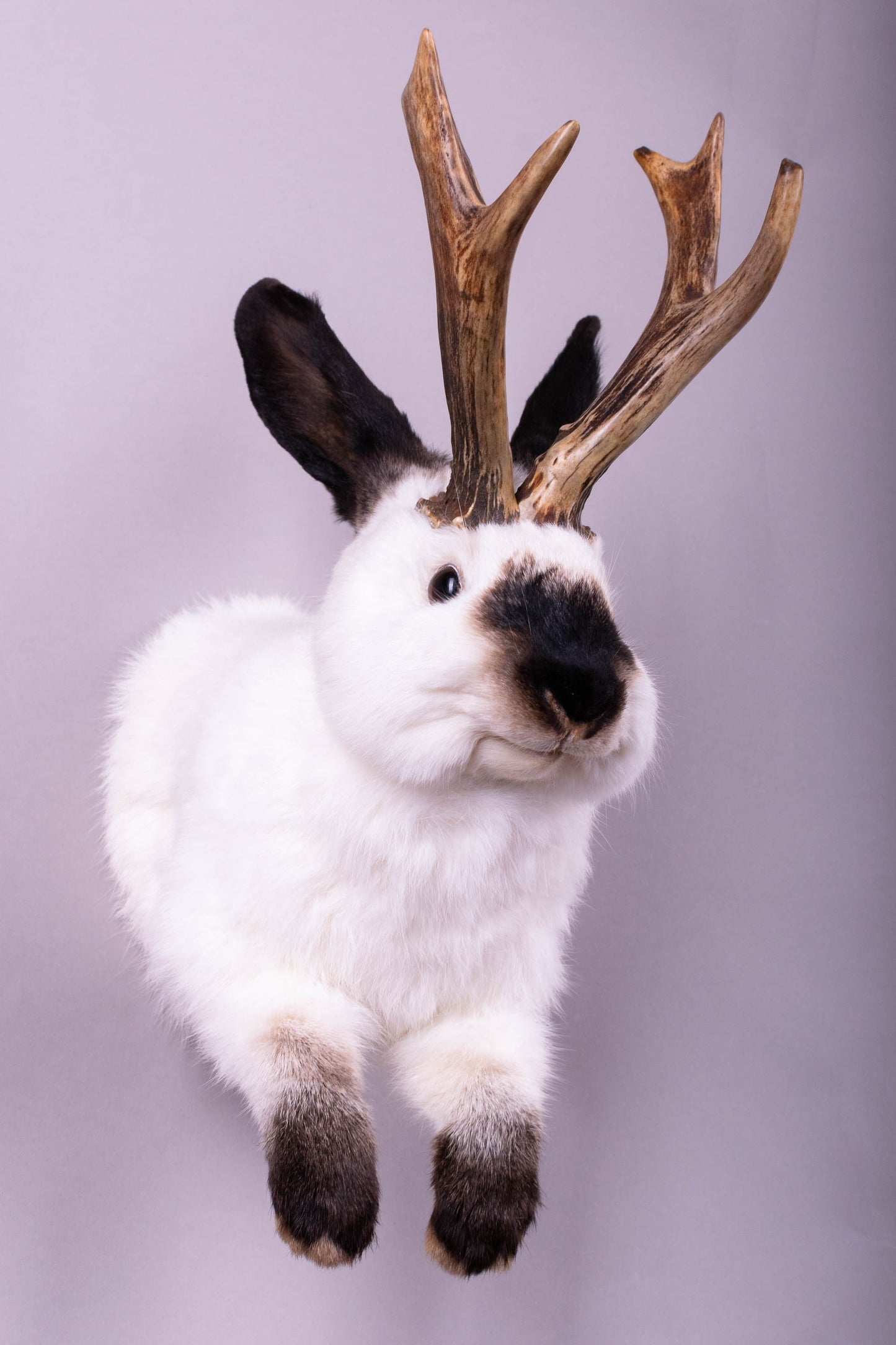 Jackalope Hare Taxidermy Wall Mount For Sale