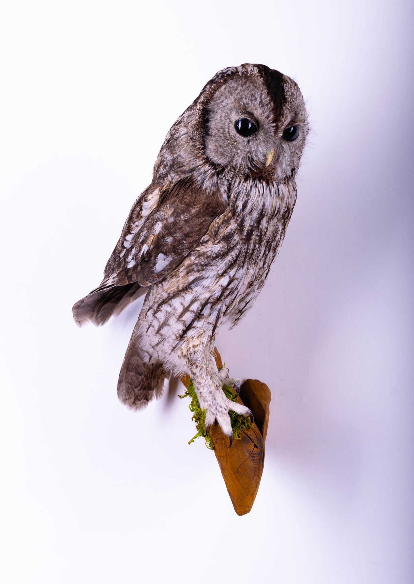 Tawny Owl Taxidermy Wall Mount For Sale
