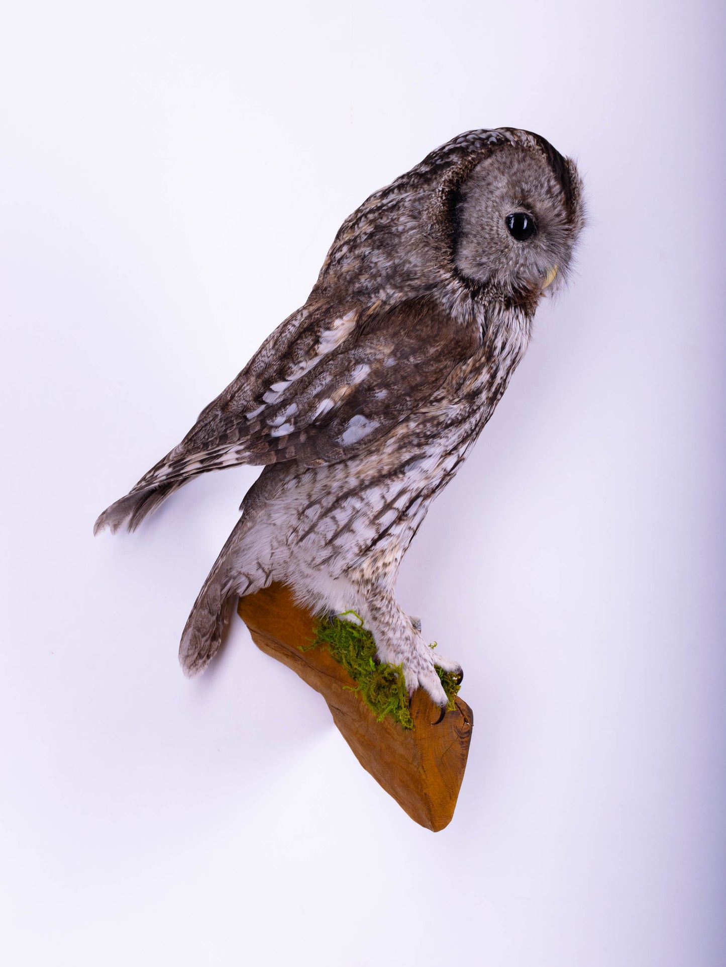 Tawny Owl Taxidermy Wall Mount For Sale