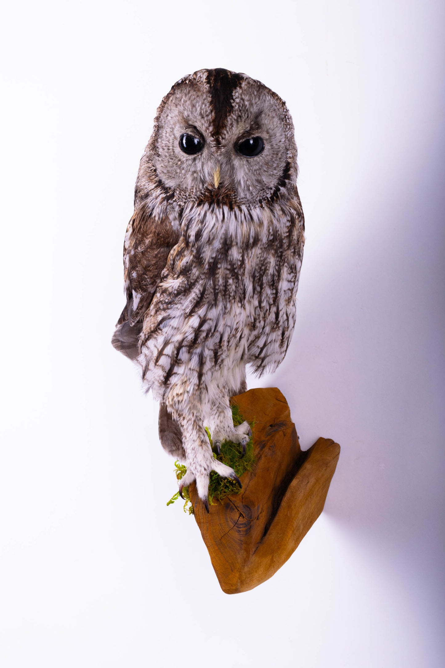 Tawny Owl Taxidermy Wall Mount For Sale