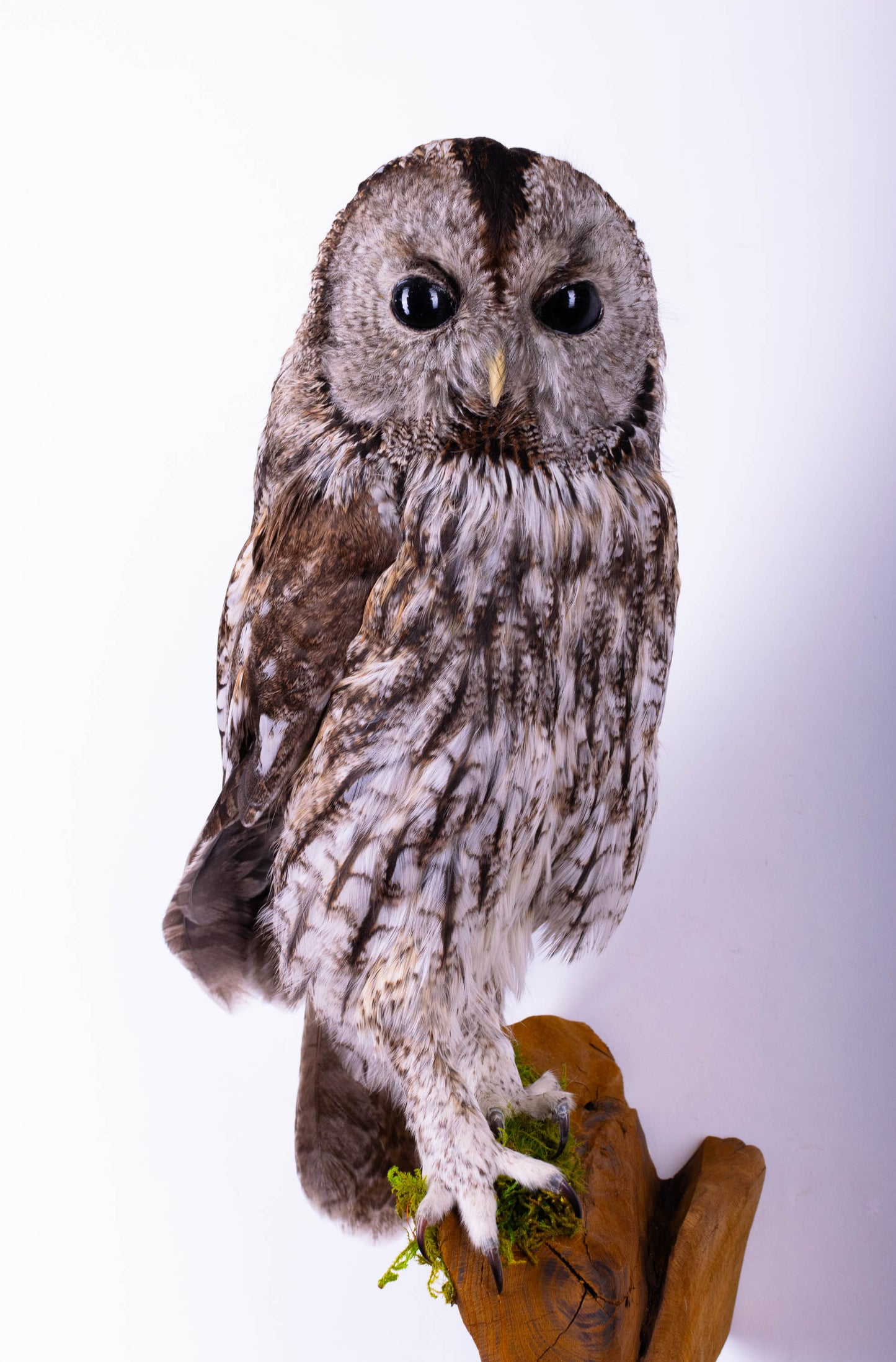 Tawny Owl Taxidermy Wall Mount For Sale