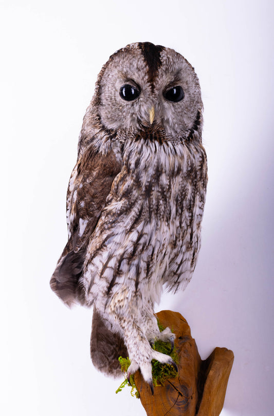 Tawny Owl Taxidermy Wall Mount For Sale