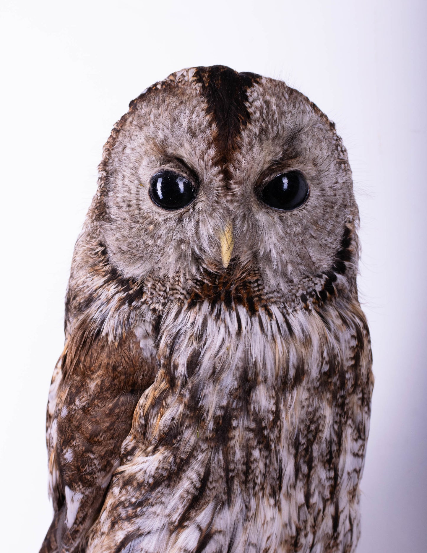 Tawny Owl Taxidermy Wall Mount For Sale