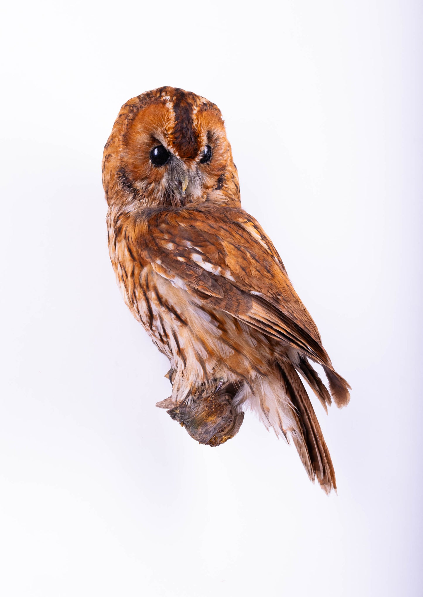 Tawny Owl Taxidermy Wall Mount