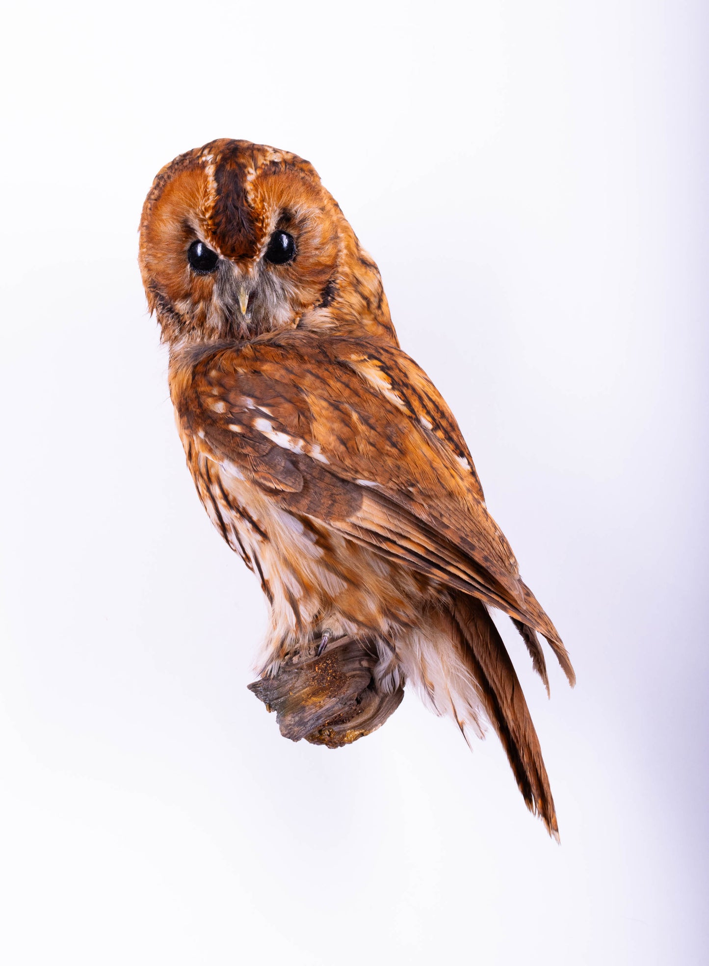 Tawny Owl Taxidermy Wall Mount