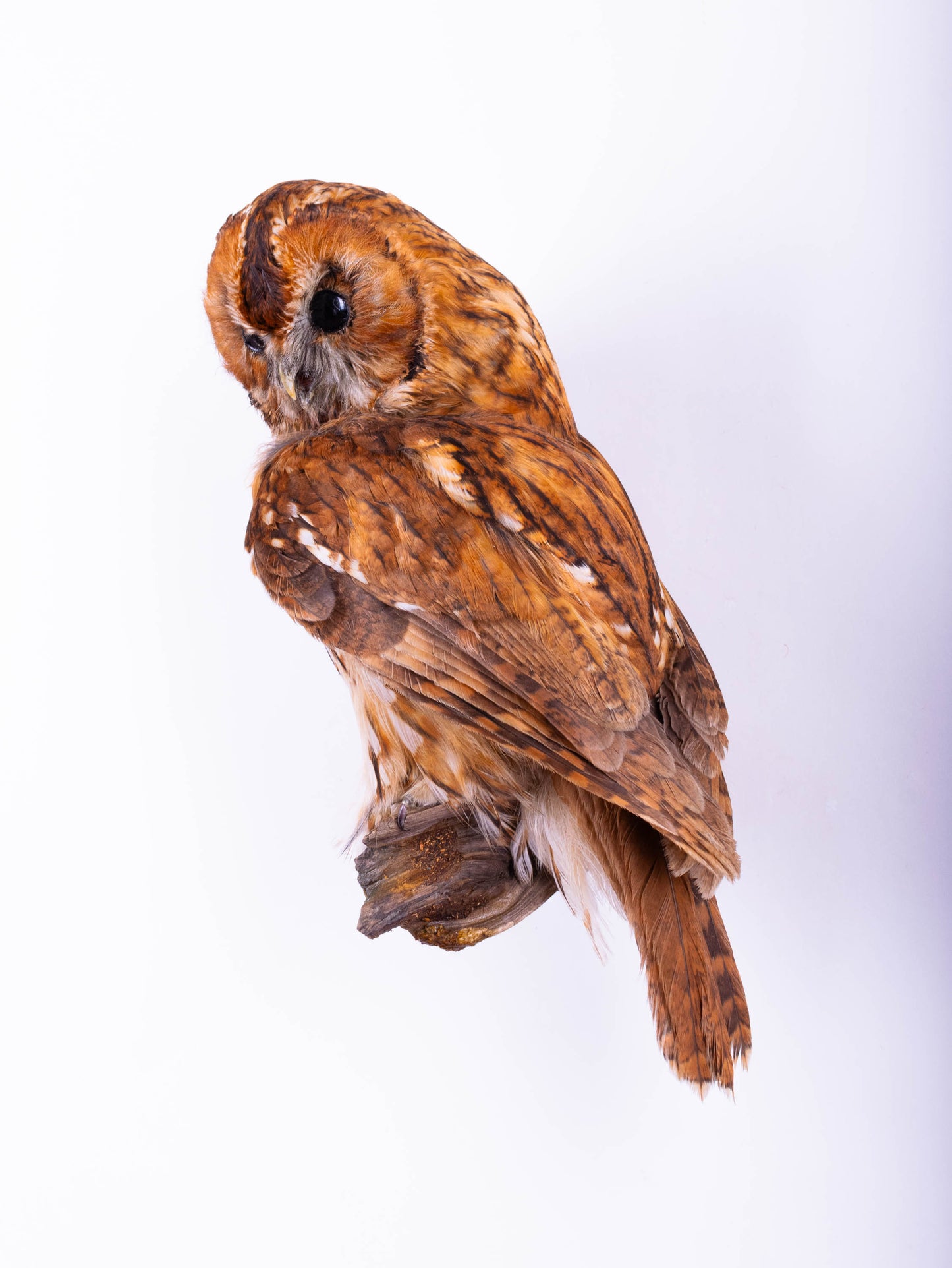 Tawny Owl Taxidermy Wall Mount