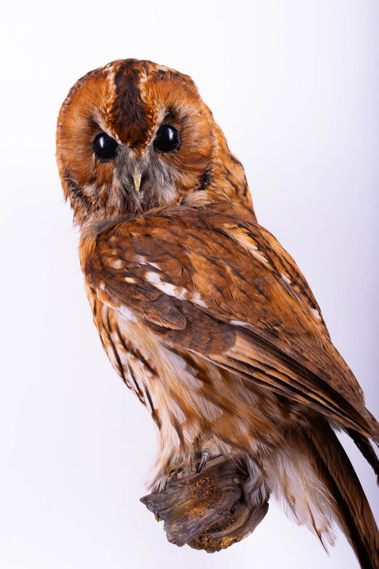 Tawny Owl Taxidermy Wall Mount