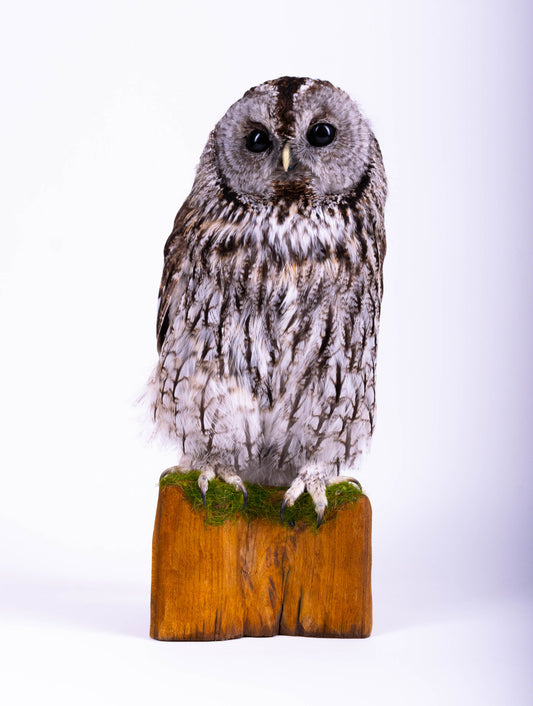 Tawny Owl Taxidermy Standing Mount
