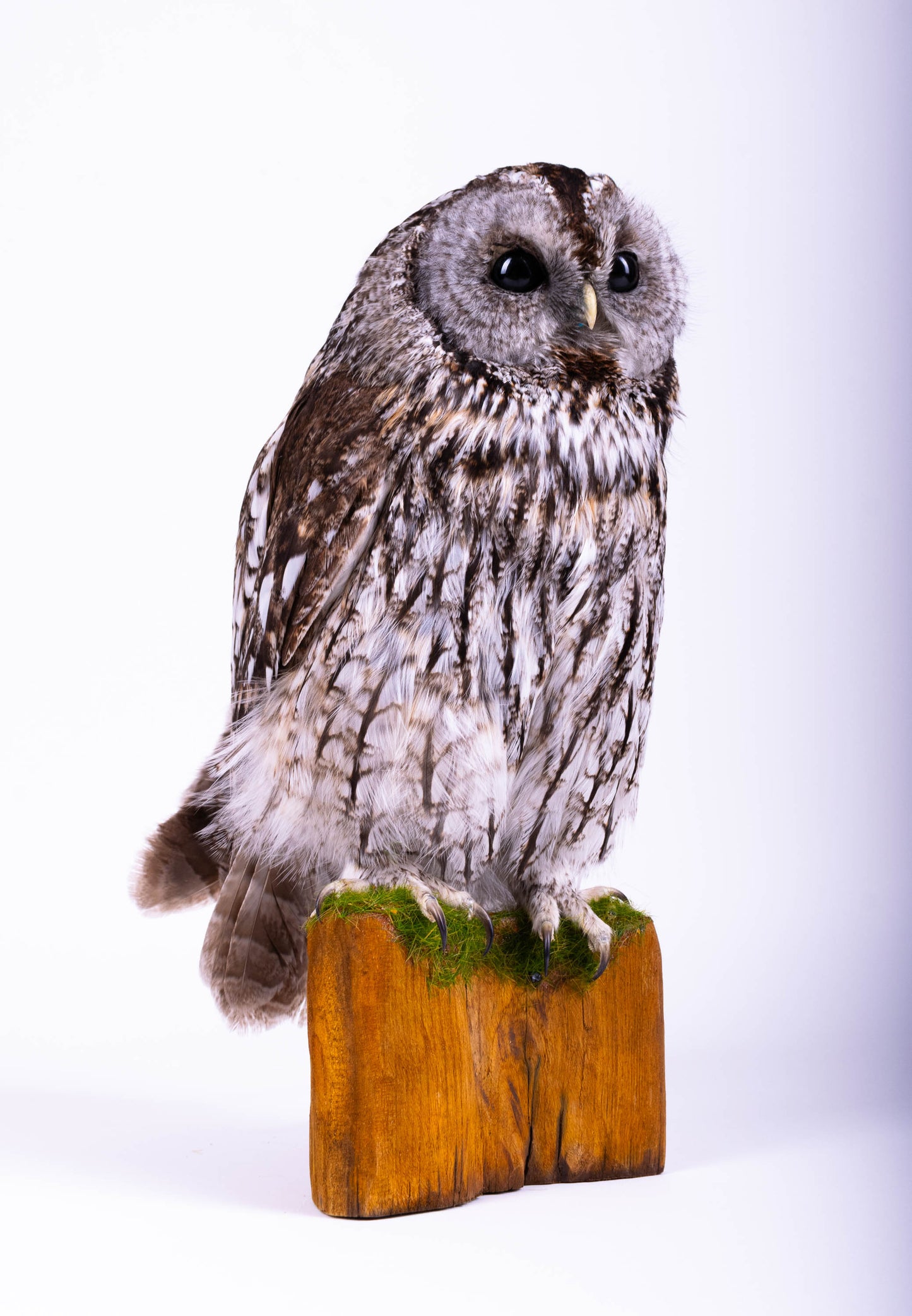 Tawny Owl Taxidermy Standing Mount