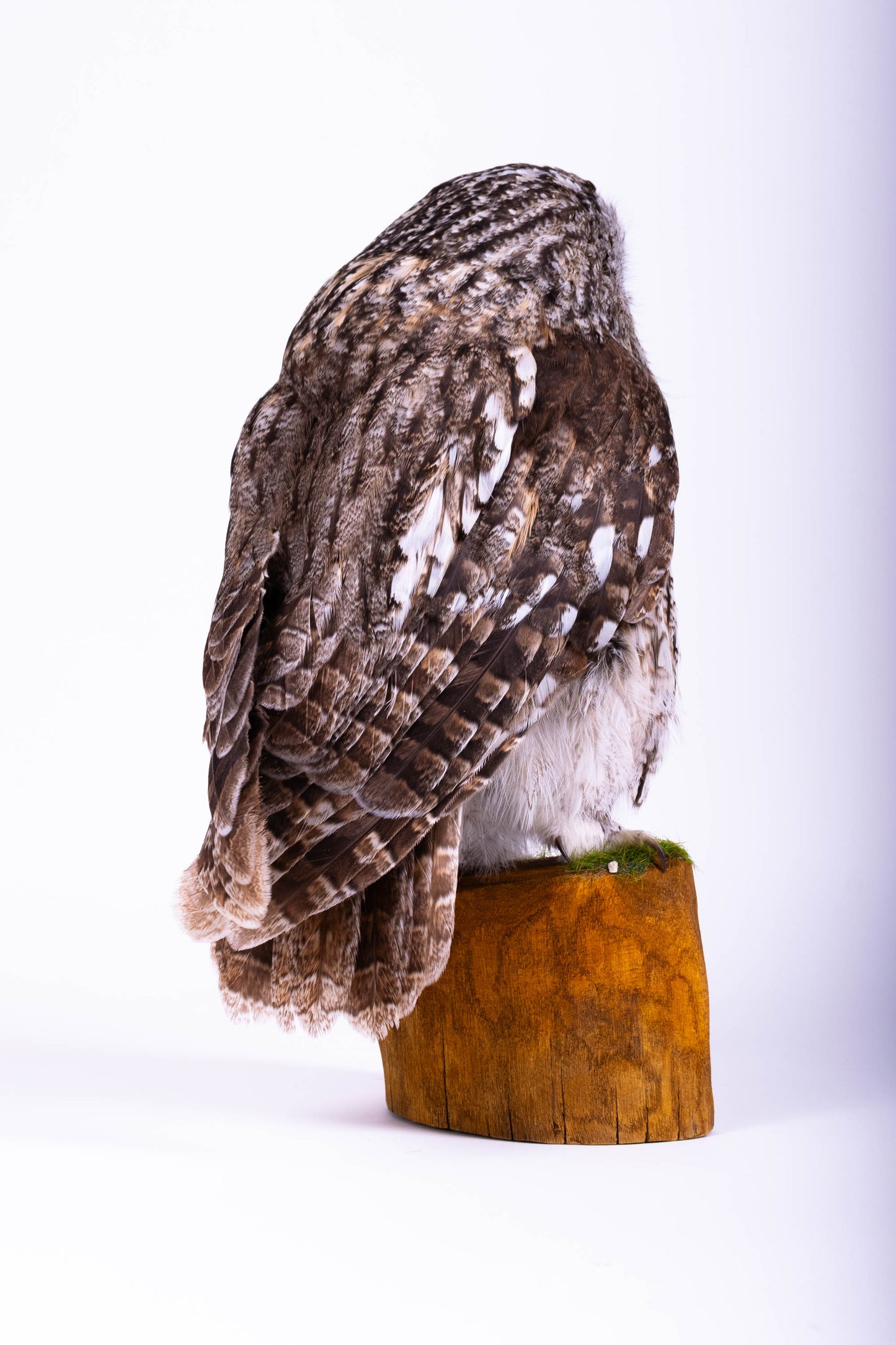 Tawny Owl Taxidermy Standing Mount