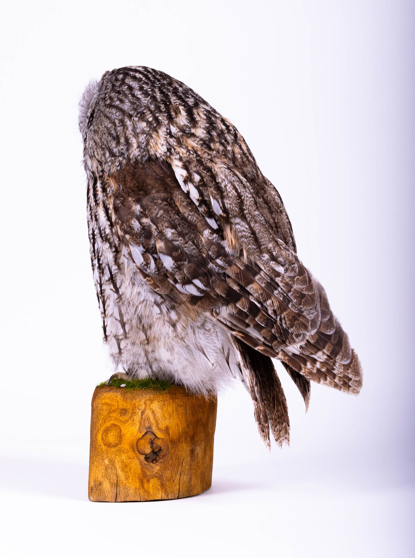 Tawny Owl Taxidermy Standing Mount