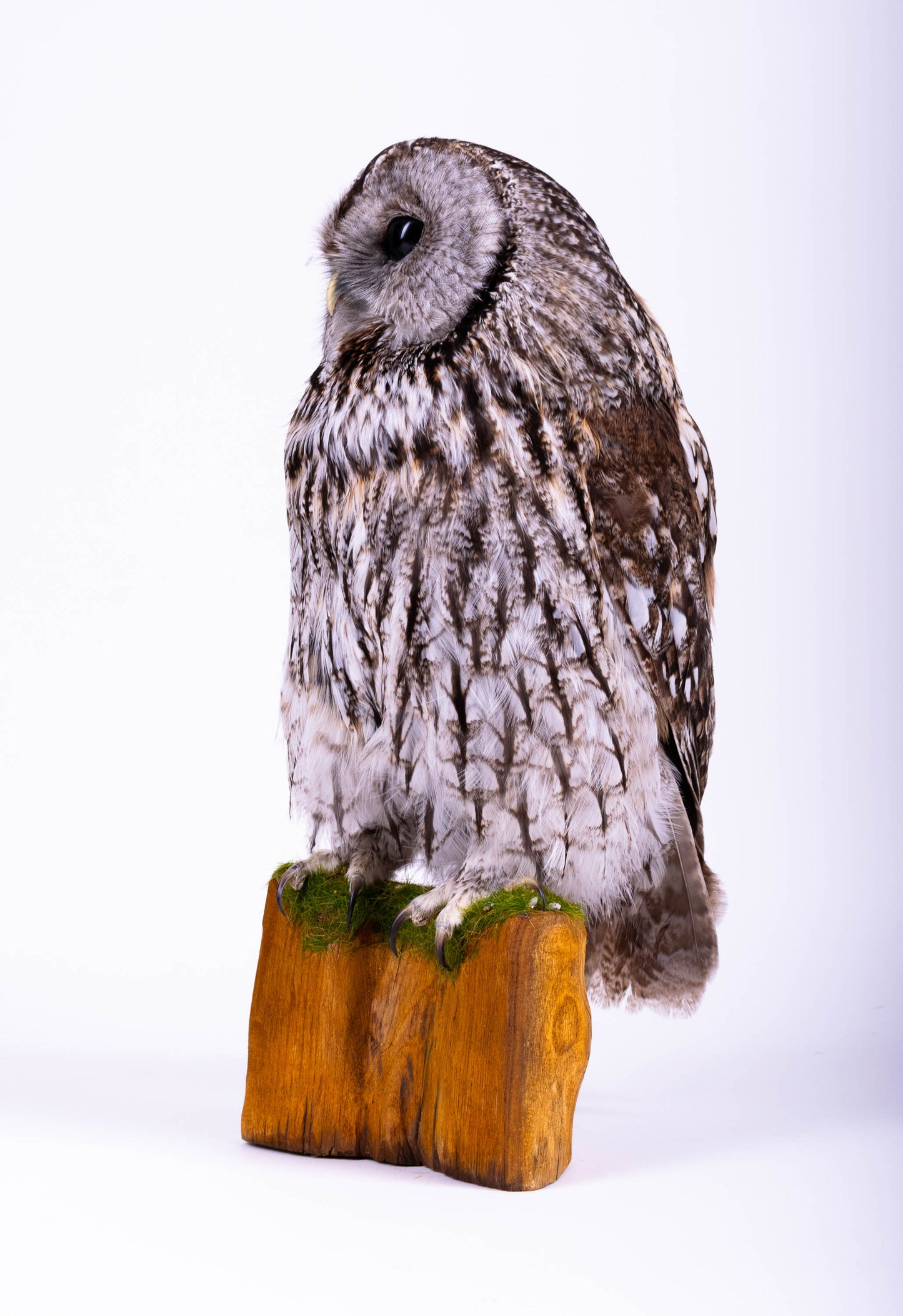Tawny Owl Taxidermy Standing Mount