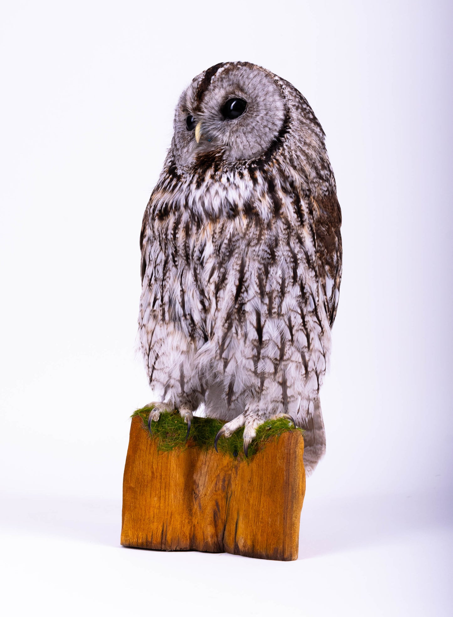 Tawny Owl Taxidermy Standing Mount