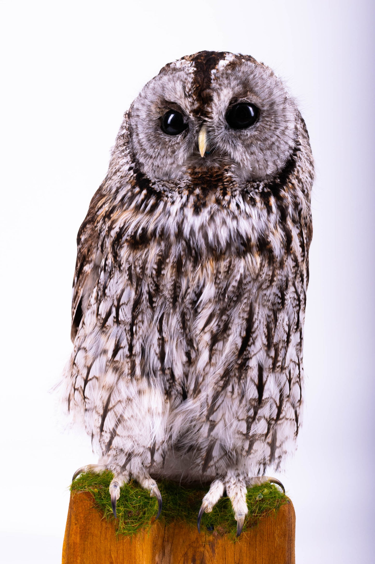 Tawny Owl Taxidermy Standing Mount