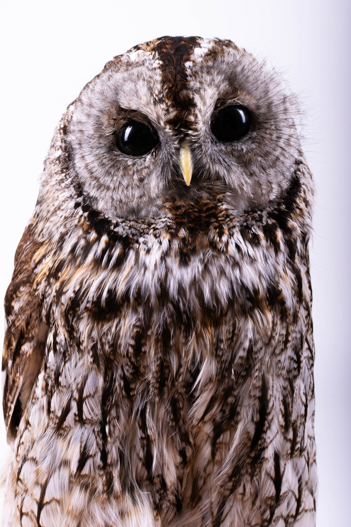 Tawny Owl Taxidermy Standing Mount