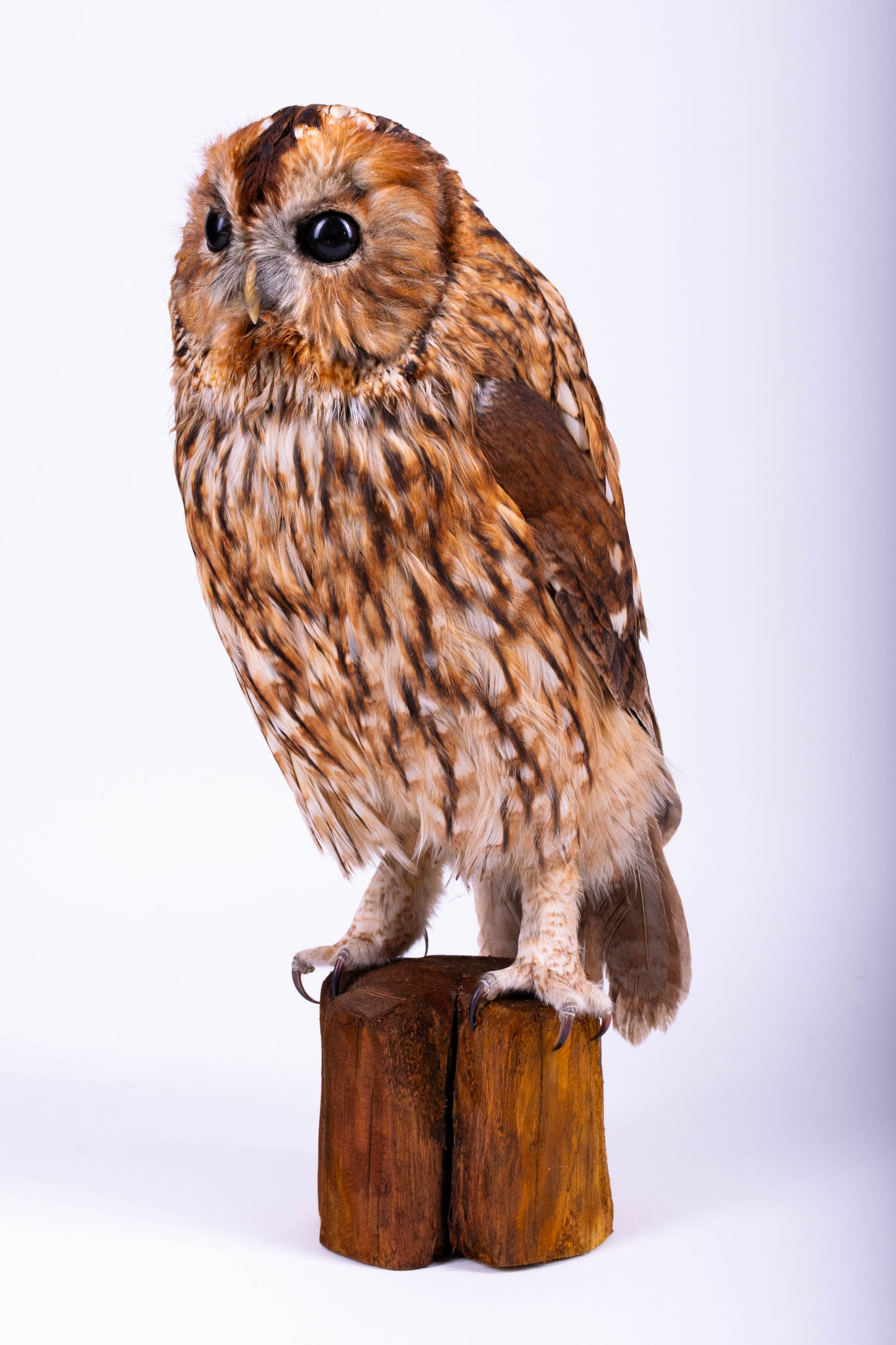 Tawny Owl Taxidermy Stand Mount For Sale