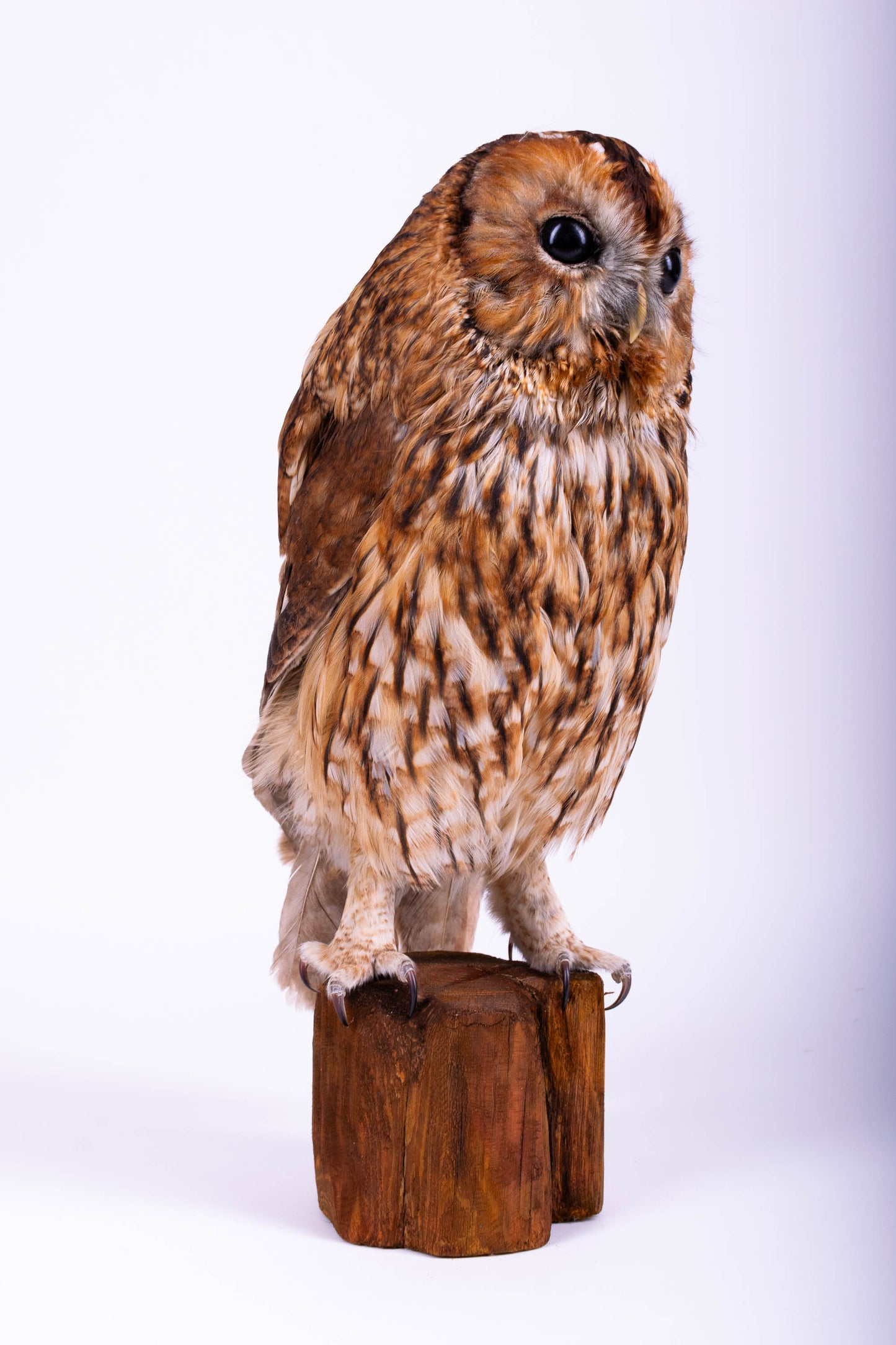 Tawny Owl Taxidermy Stand Mount For Sale