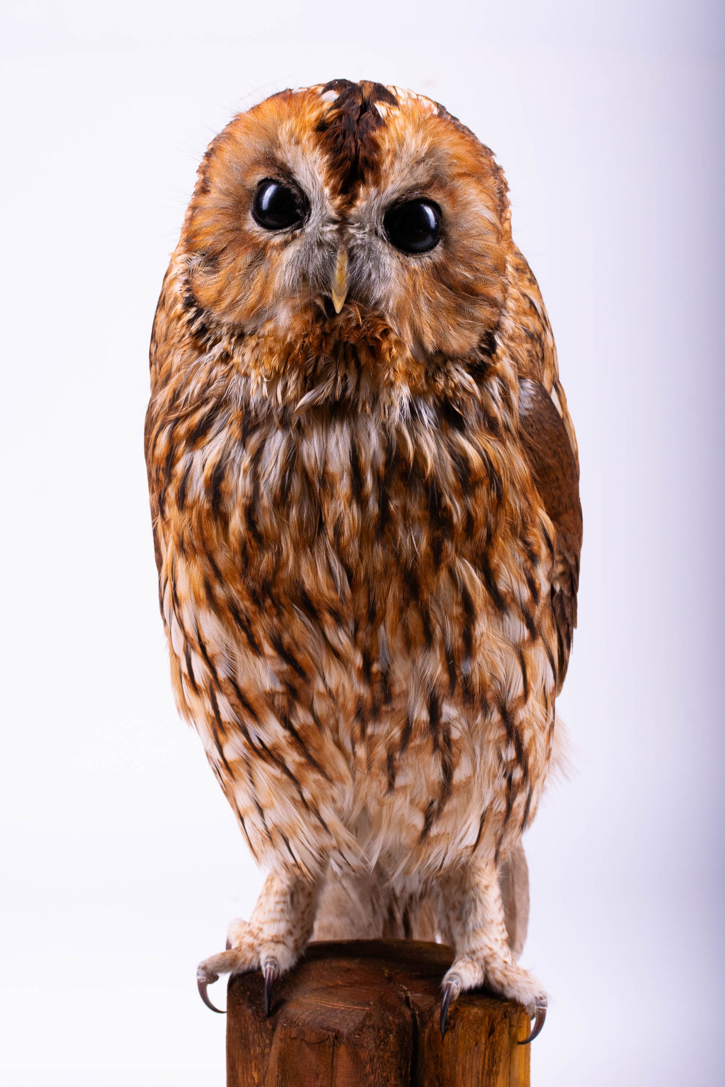 Tawny Owl Taxidermy Stand Mount For Sale
