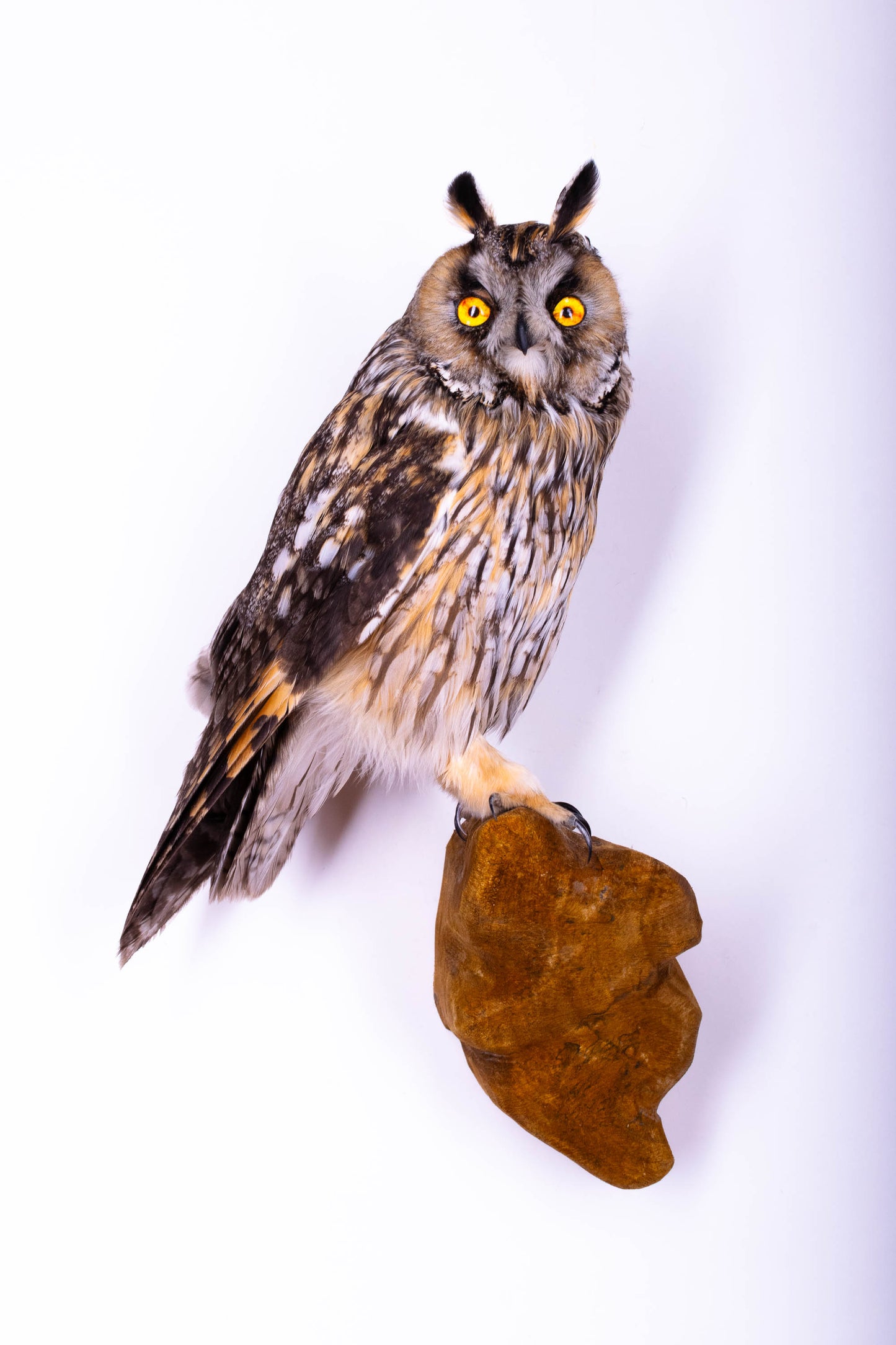 Taxidermy Wall Mount Long-eared owl