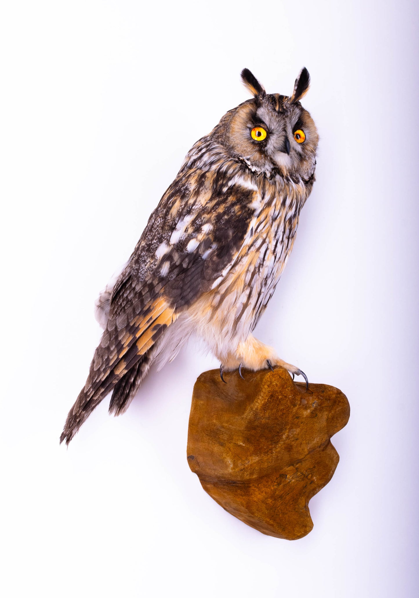 Taxidermy Wall Mount Long-eared owl