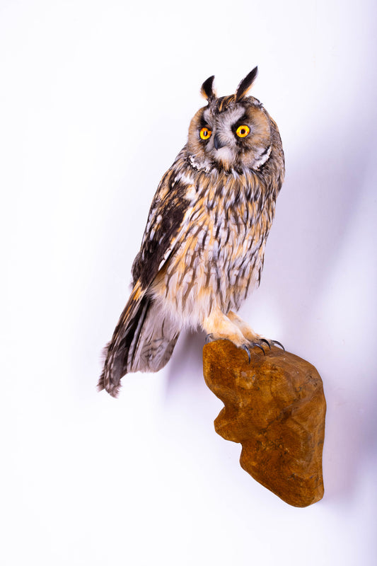 Taxidermy Wall Mount Long-eared owl