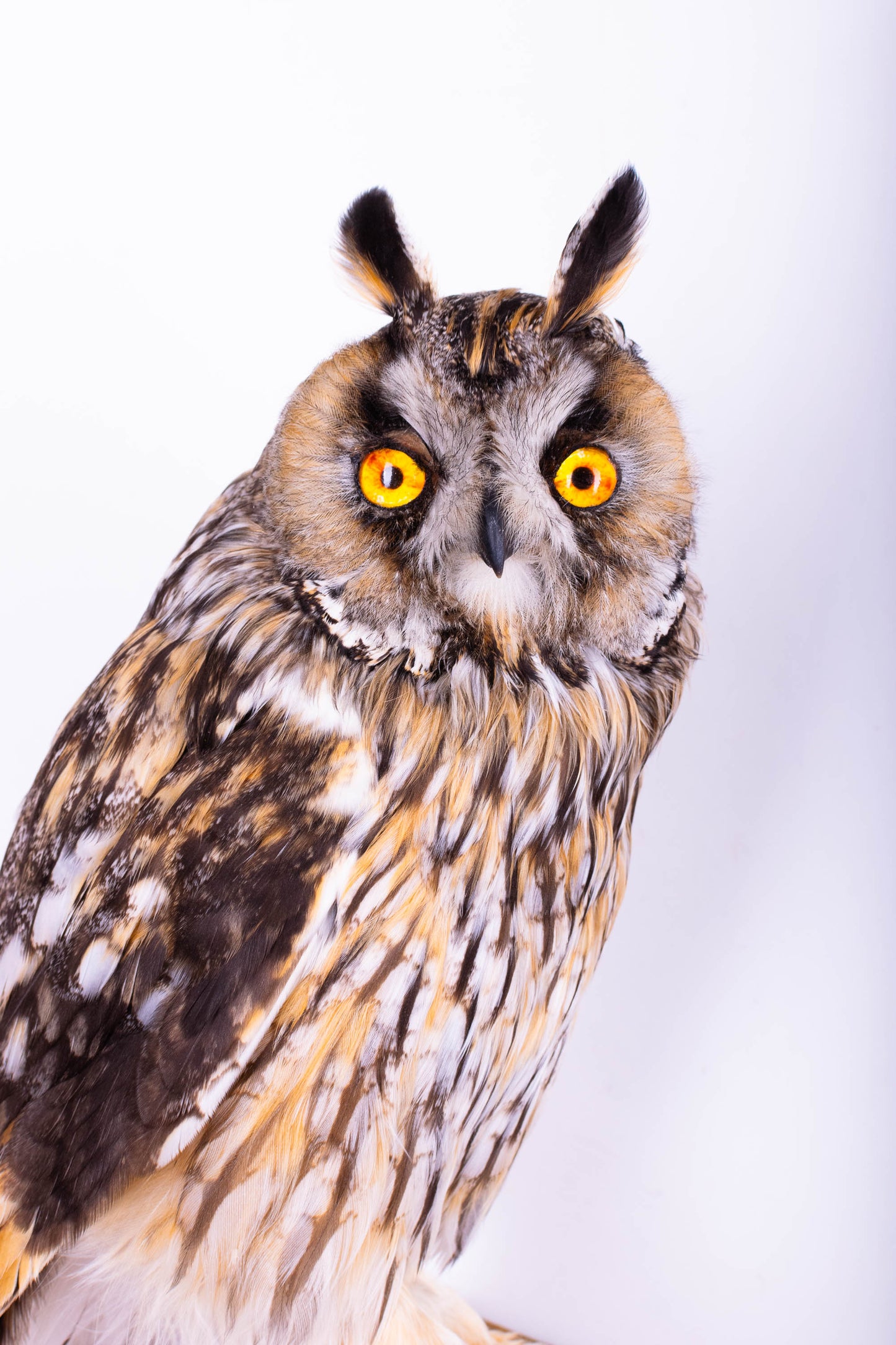 Taxidermy Wall Mount Long-eared owl